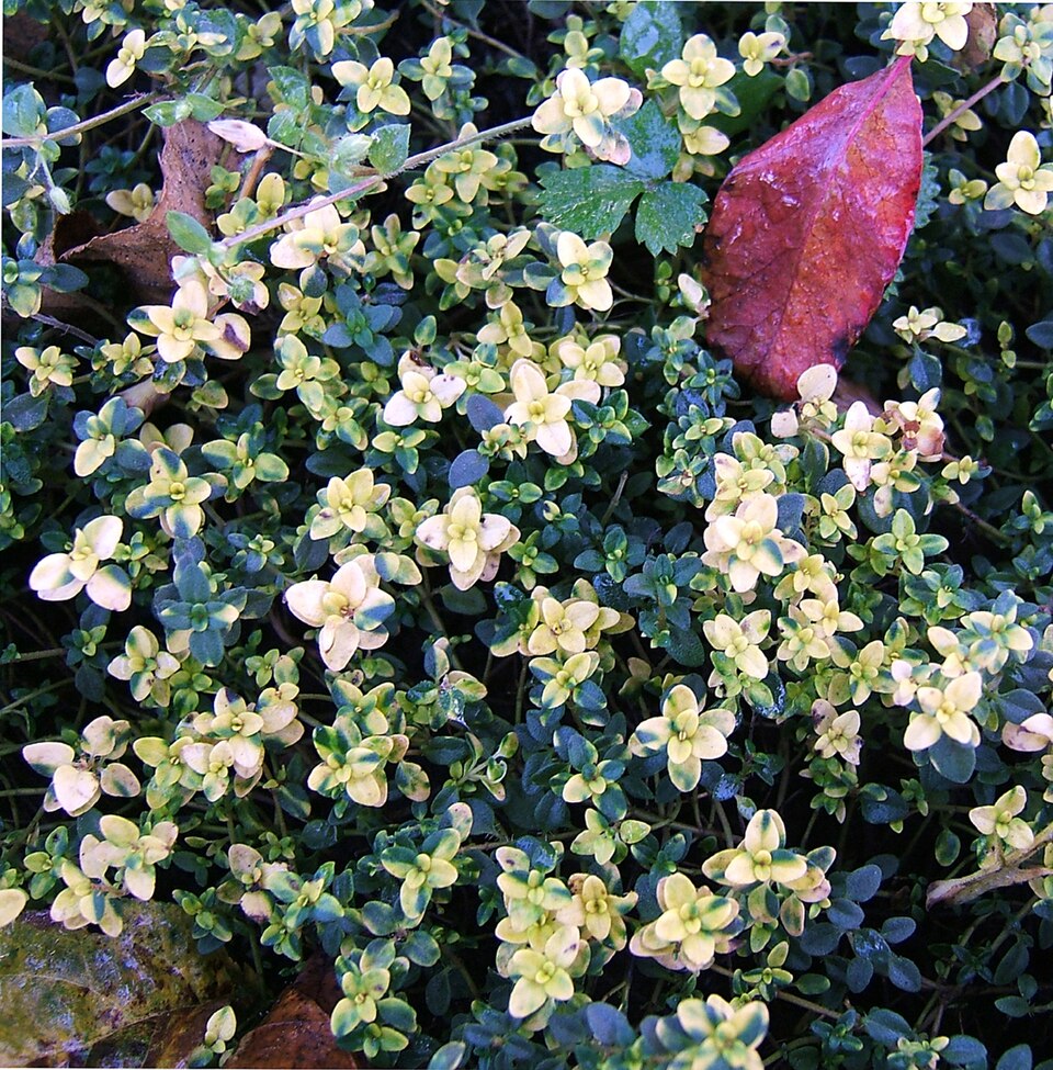 Thymus × citriodorus (Lemon Thyme) (alternate view 10)