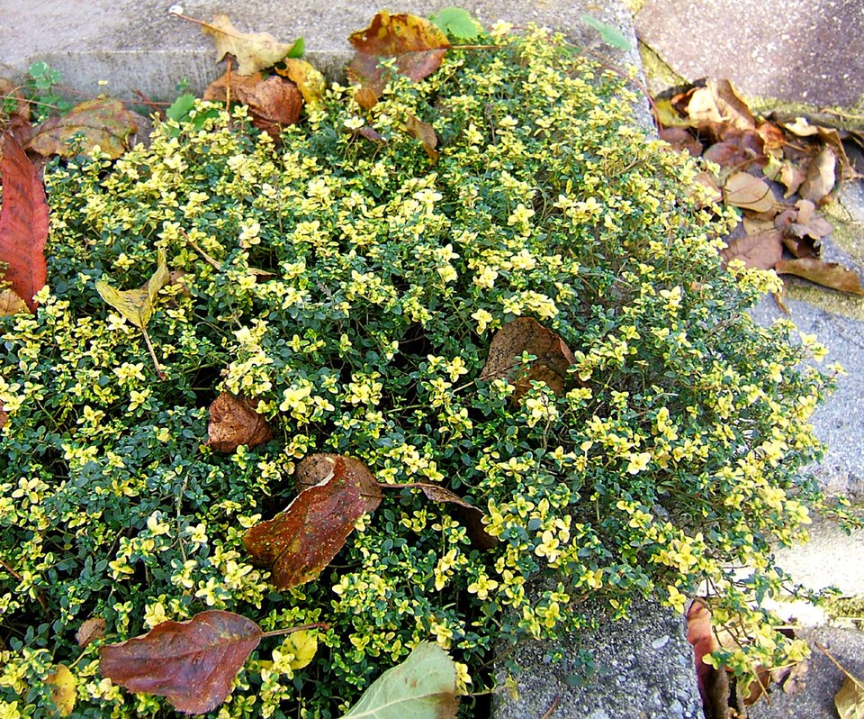Thymus × citriodorus (Lemon Thyme) (alternate view 13)