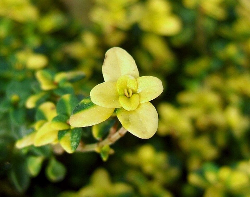 Thymus × citriodorus (Lemon Thyme) (alternate view 14)