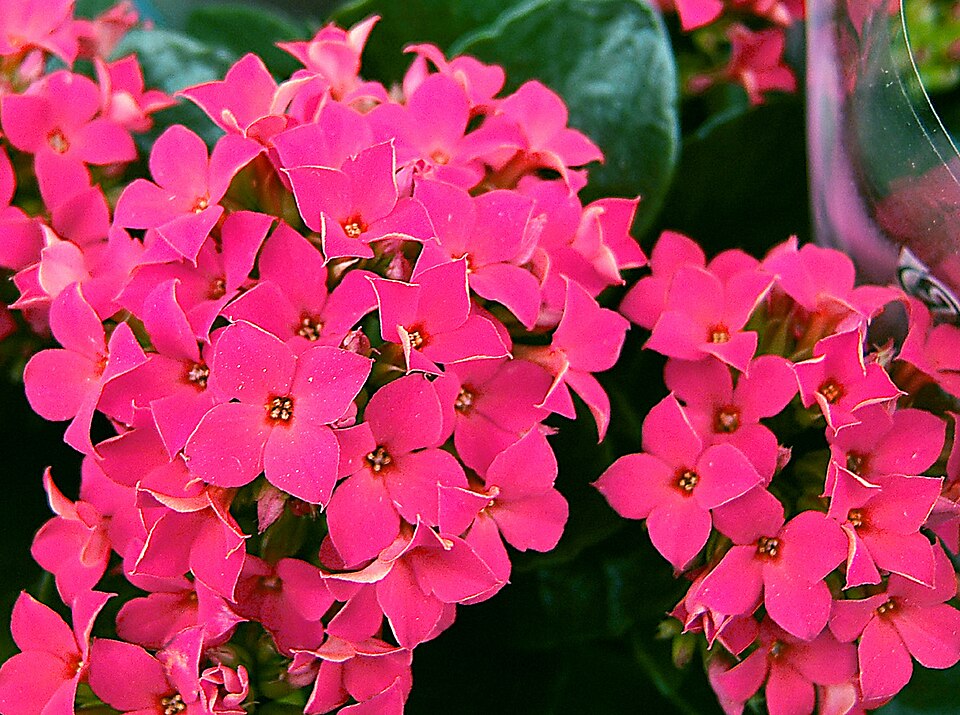 Kalanchoe blossfeldiana (Flaming Katy) (alternate view 6)