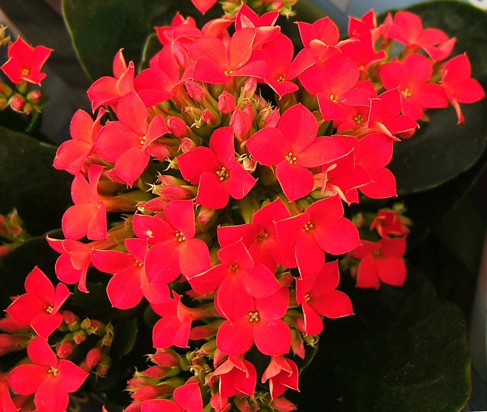 Kalanchoe blossfeldiana (Flaming Katy) (alternate view 7)