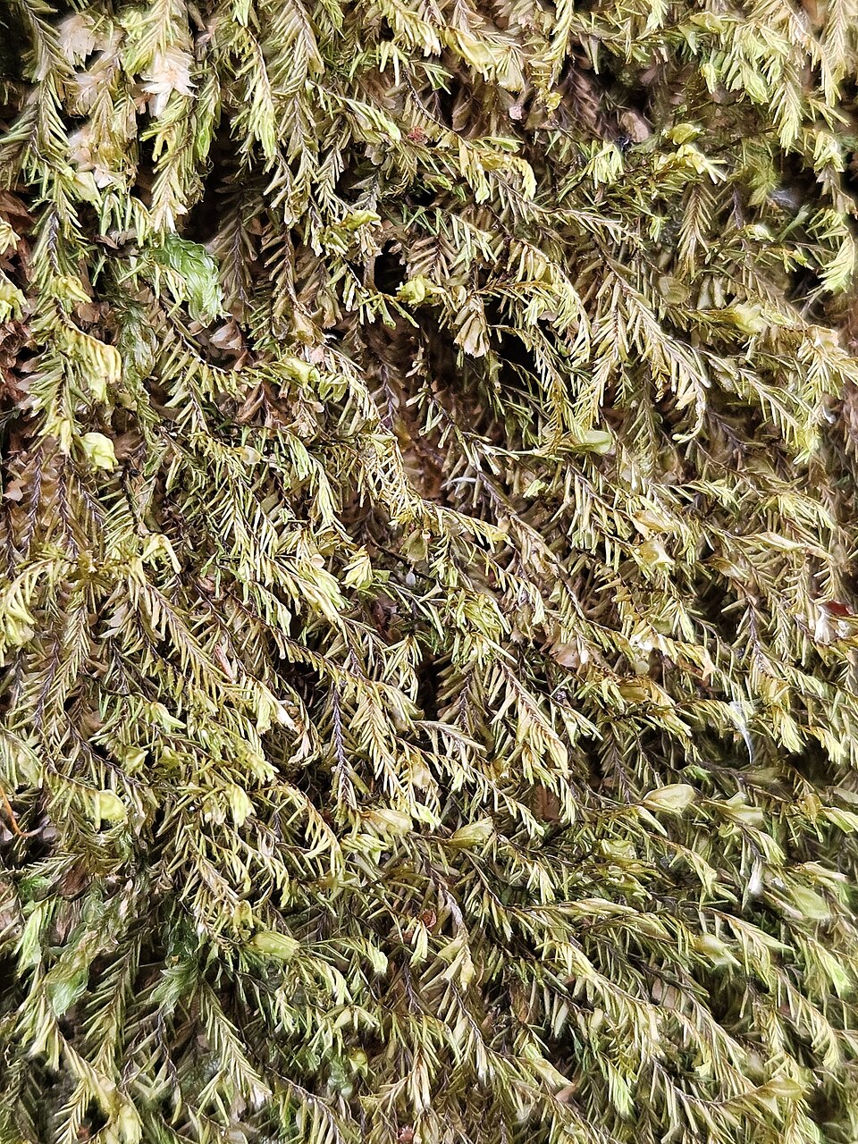 Plagiochila (alternate view 3)