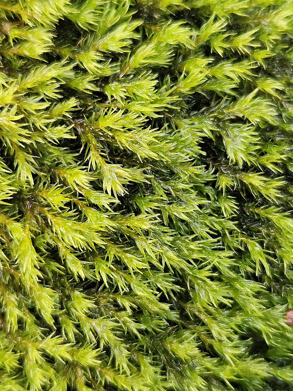 Racomitrium (alternate view 7)