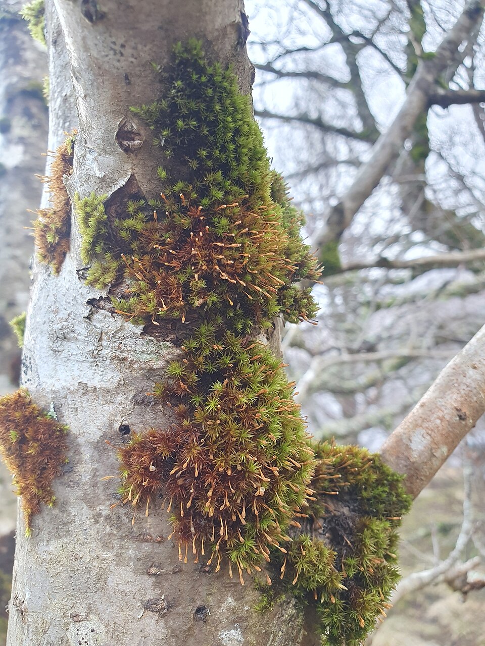 Ulota (alternate view 2)