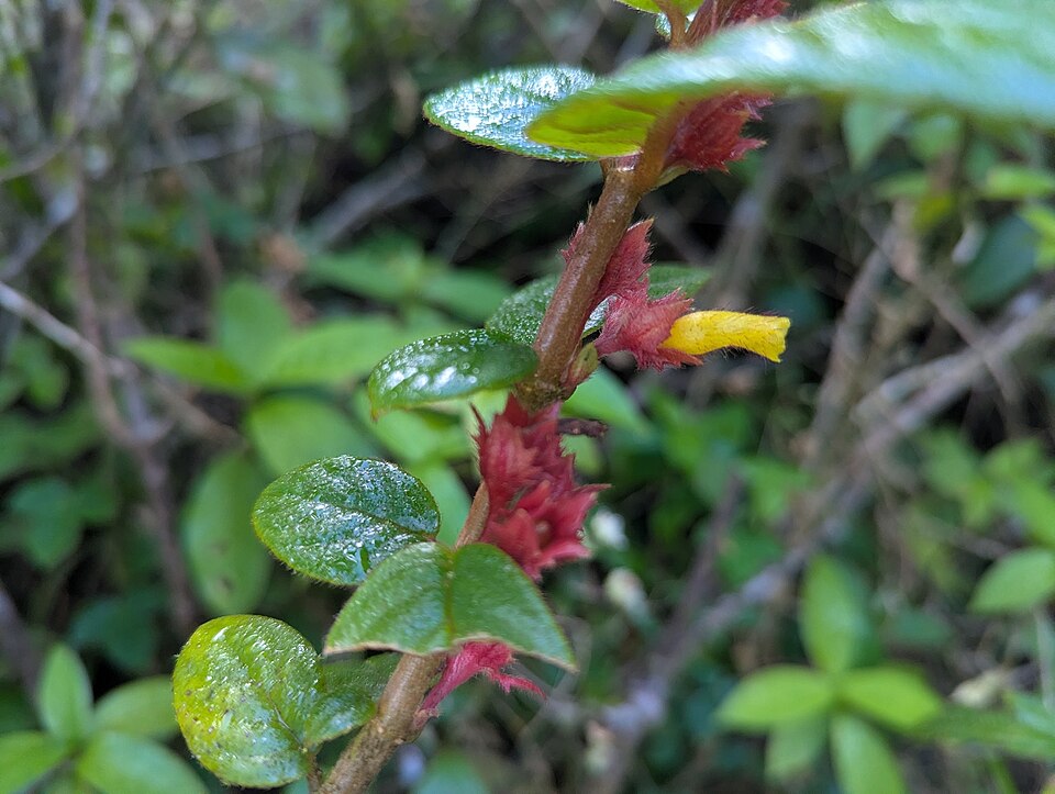 Columnea (Columnea) (alternate view 4)
