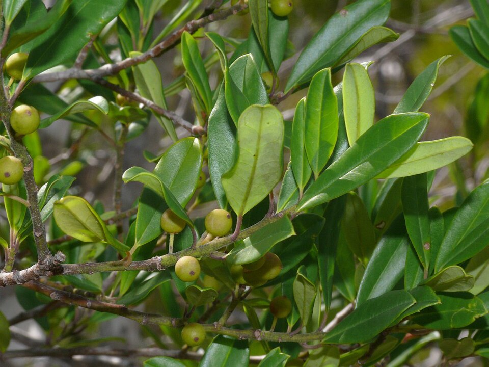 Ilex cassine (dahoon holly) (alternate view 2)