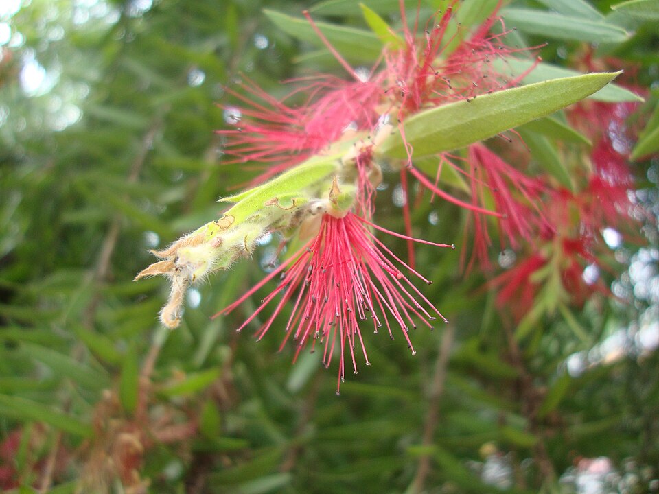 Melaleuca citrina (crimson bottlebrush) (alternate view 7)