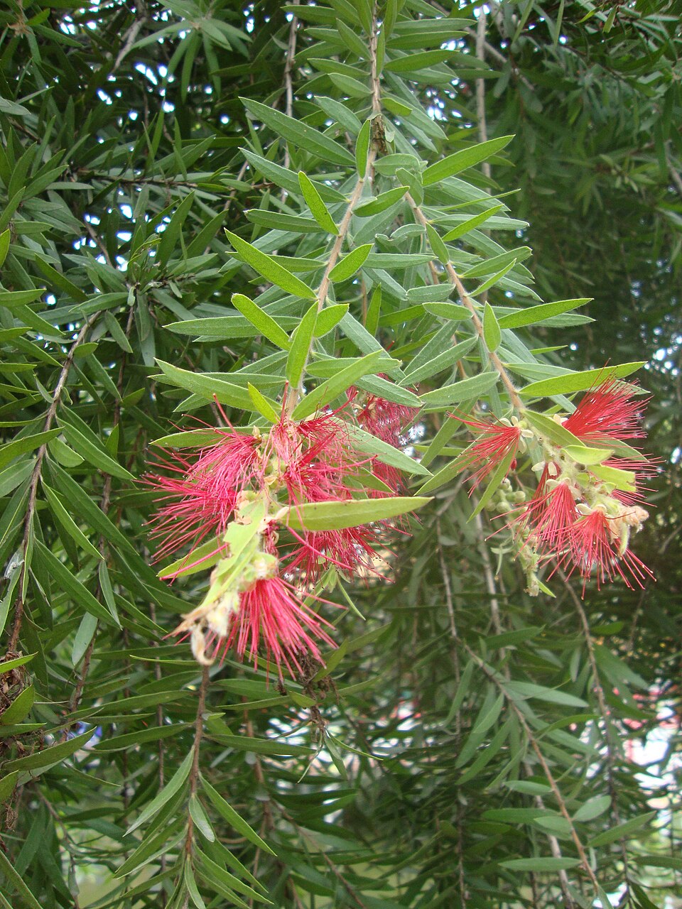 Melaleuca citrina (crimson bottlebrush) (alternate view 8)