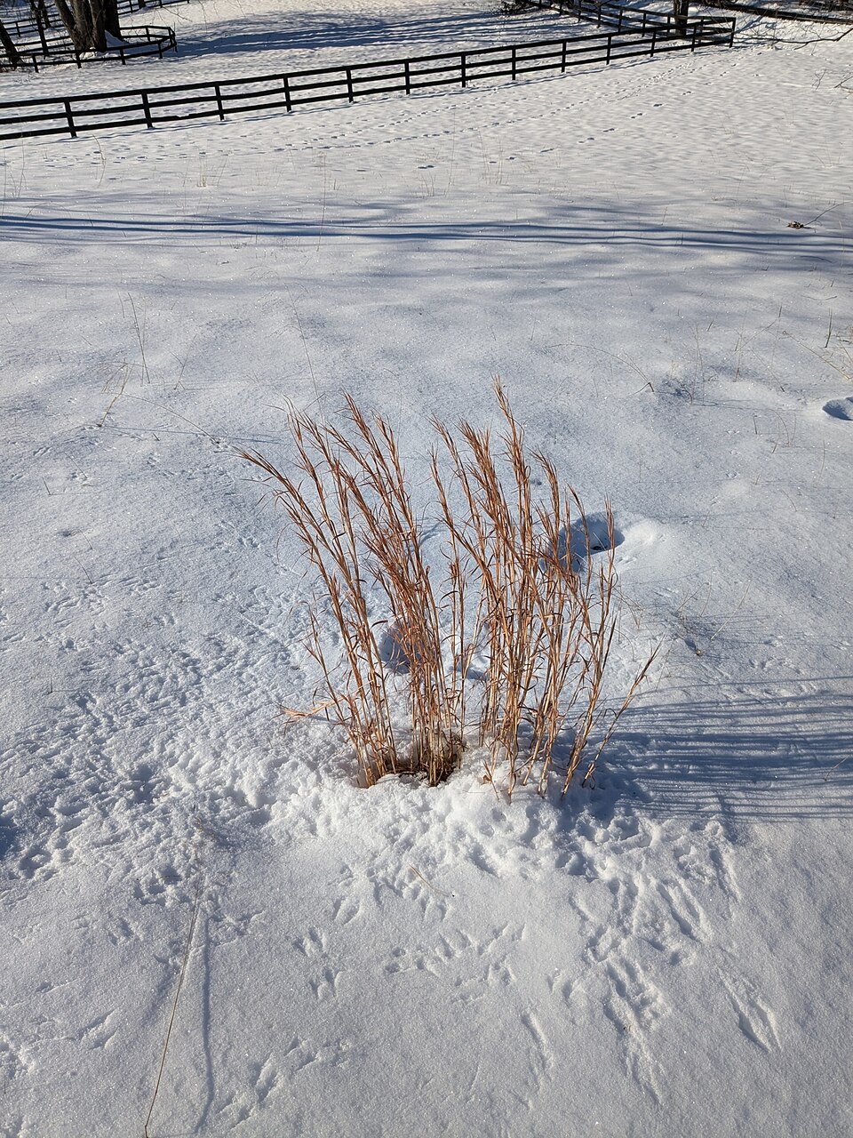 Anatherum virginicum (broomsedge bluestem) (alternate view 6)