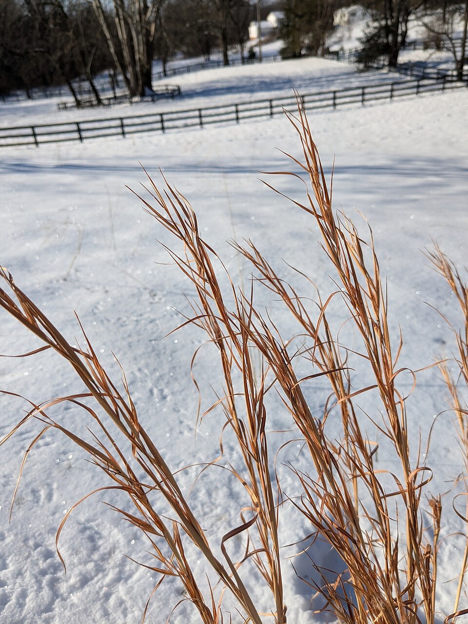 Anatherum virginicum (broomsedge bluestem) (alternate view 7)