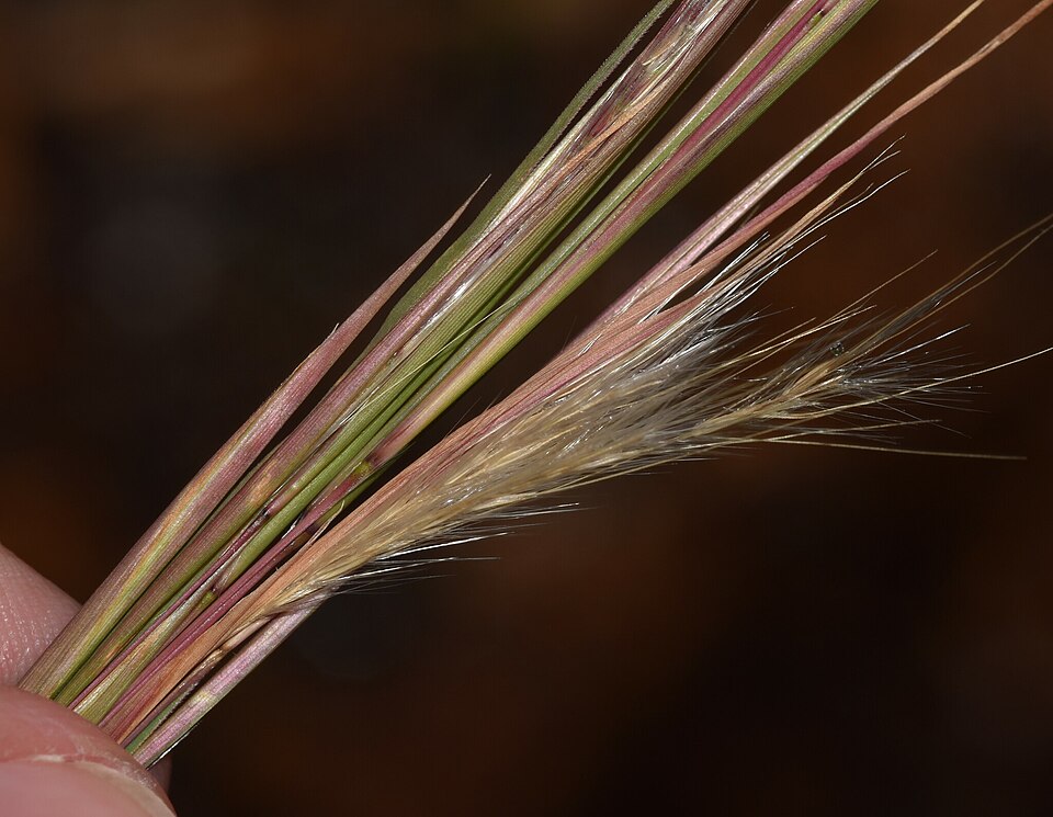 Anatherum virginicum (broomsedge bluestem) (alternate view 8)