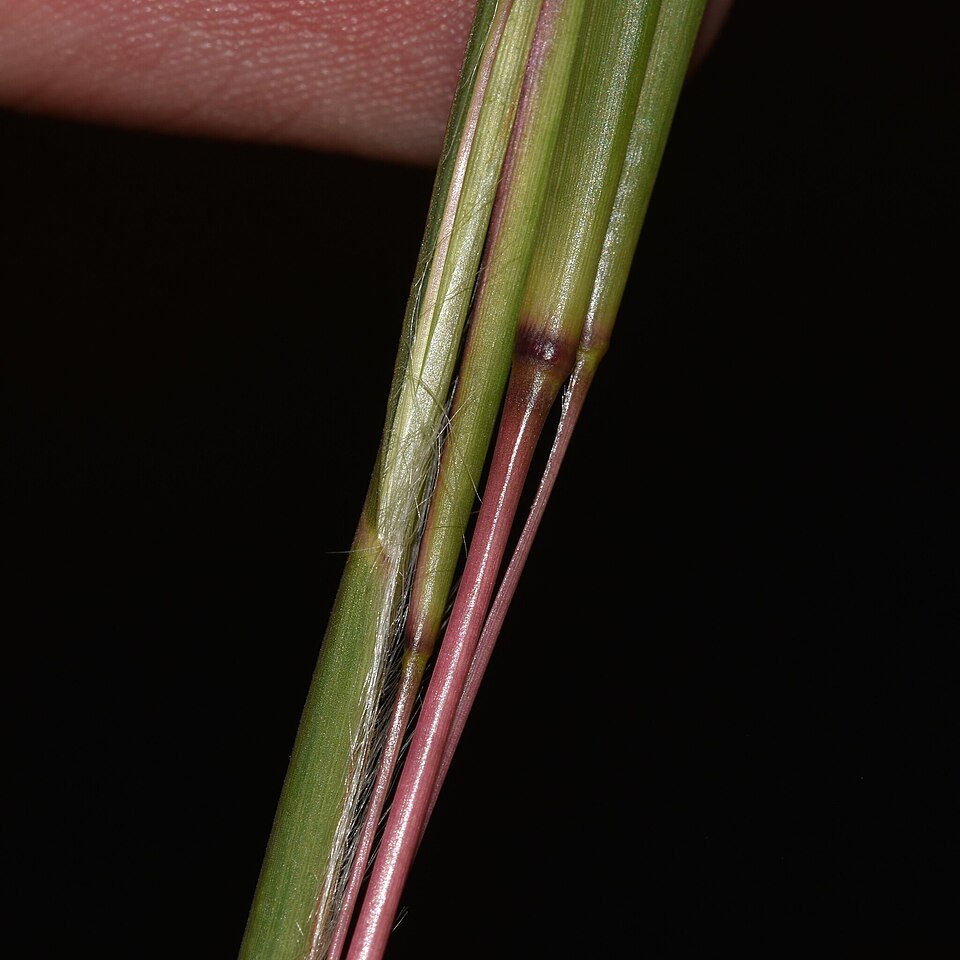 Anatherum virginicum (broomsedge bluestem) (alternate view 9)