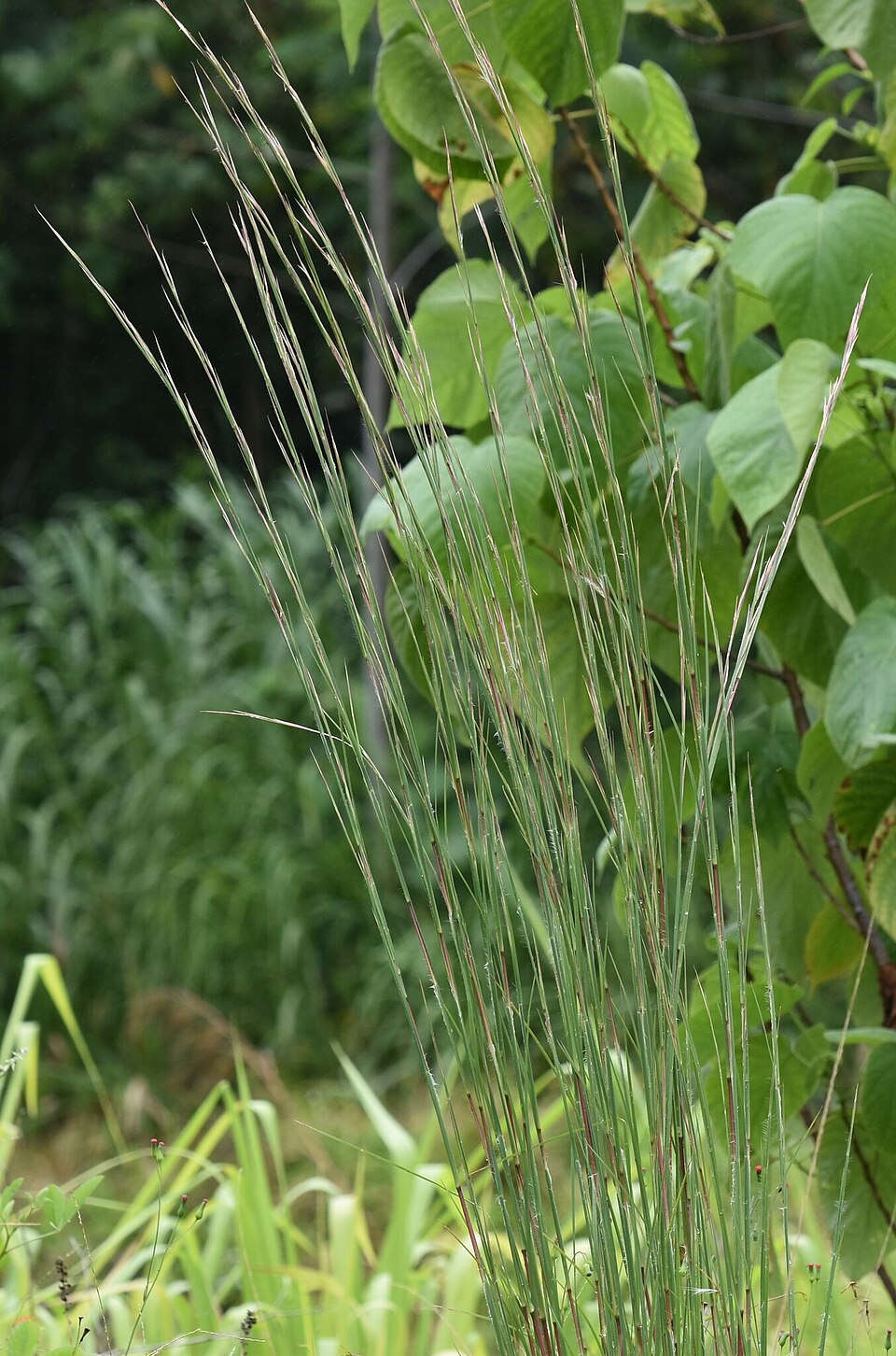 Anatherum virginicum (broomsedge bluestem) (alternate view 10)