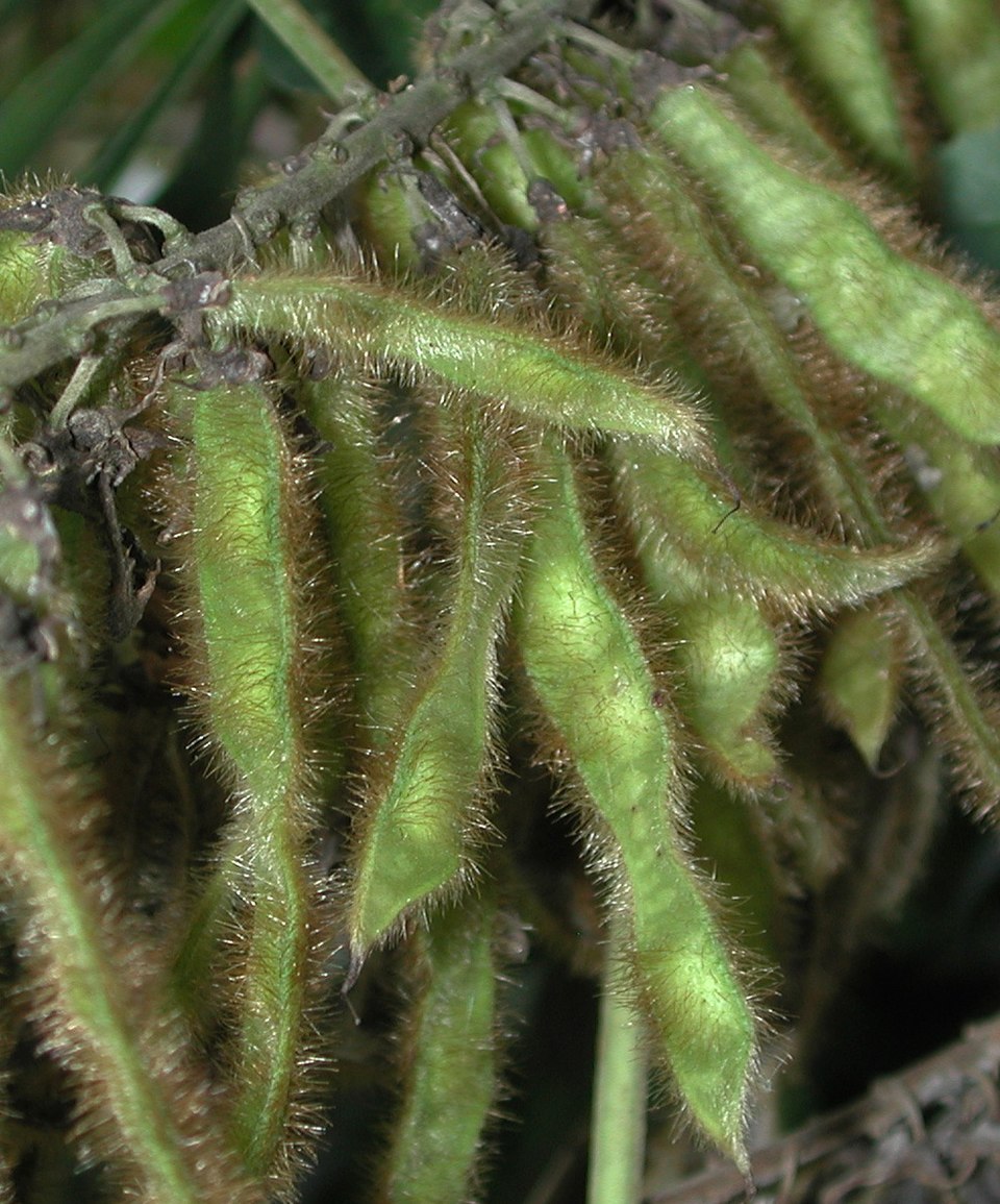 Pueraria montana (kudzu) (alternate view 9)
