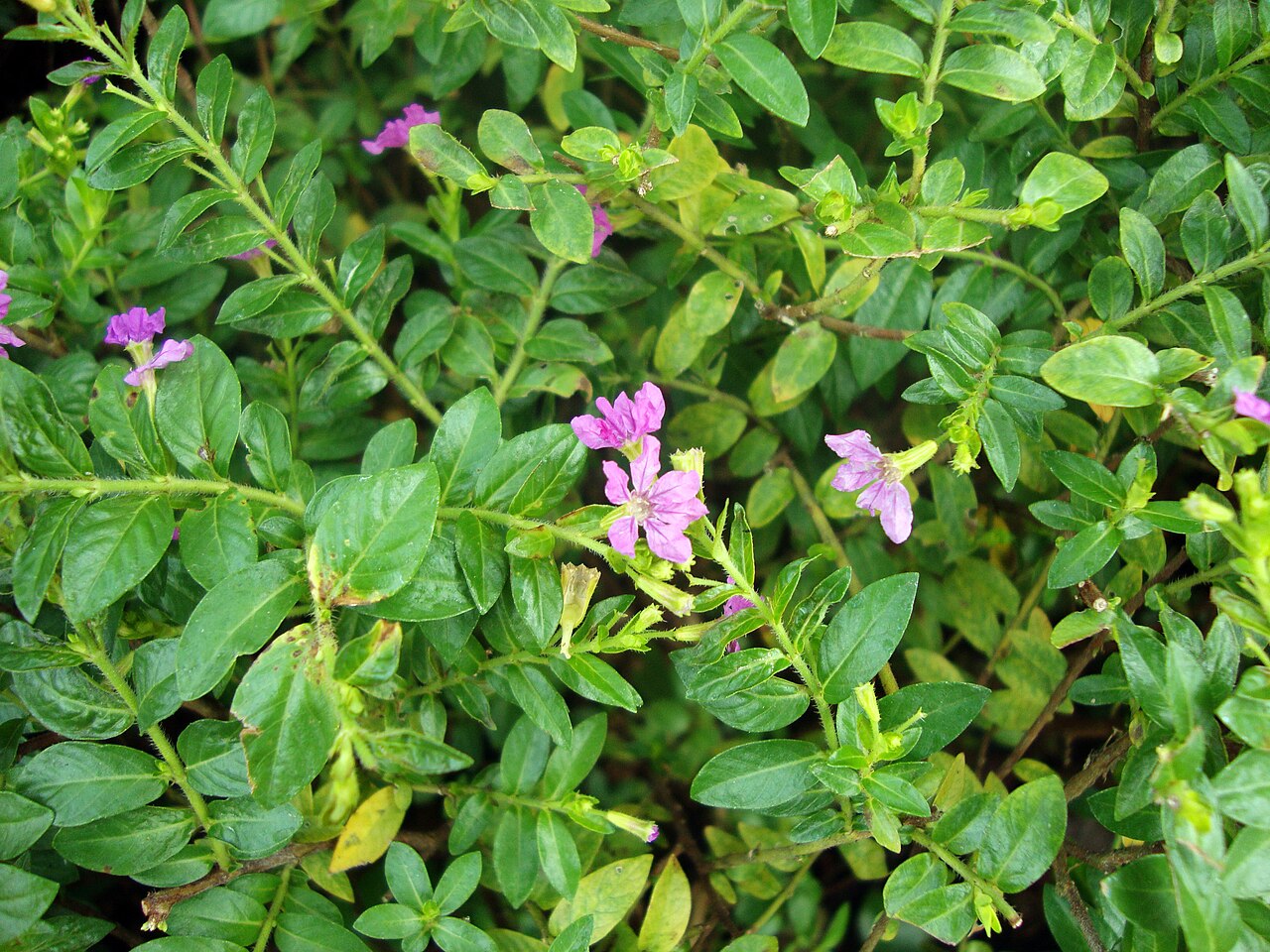 Cuphea hyssopifolia, Mexican heather — mounding evergreen (Lythraceae) (image 5 of 9)