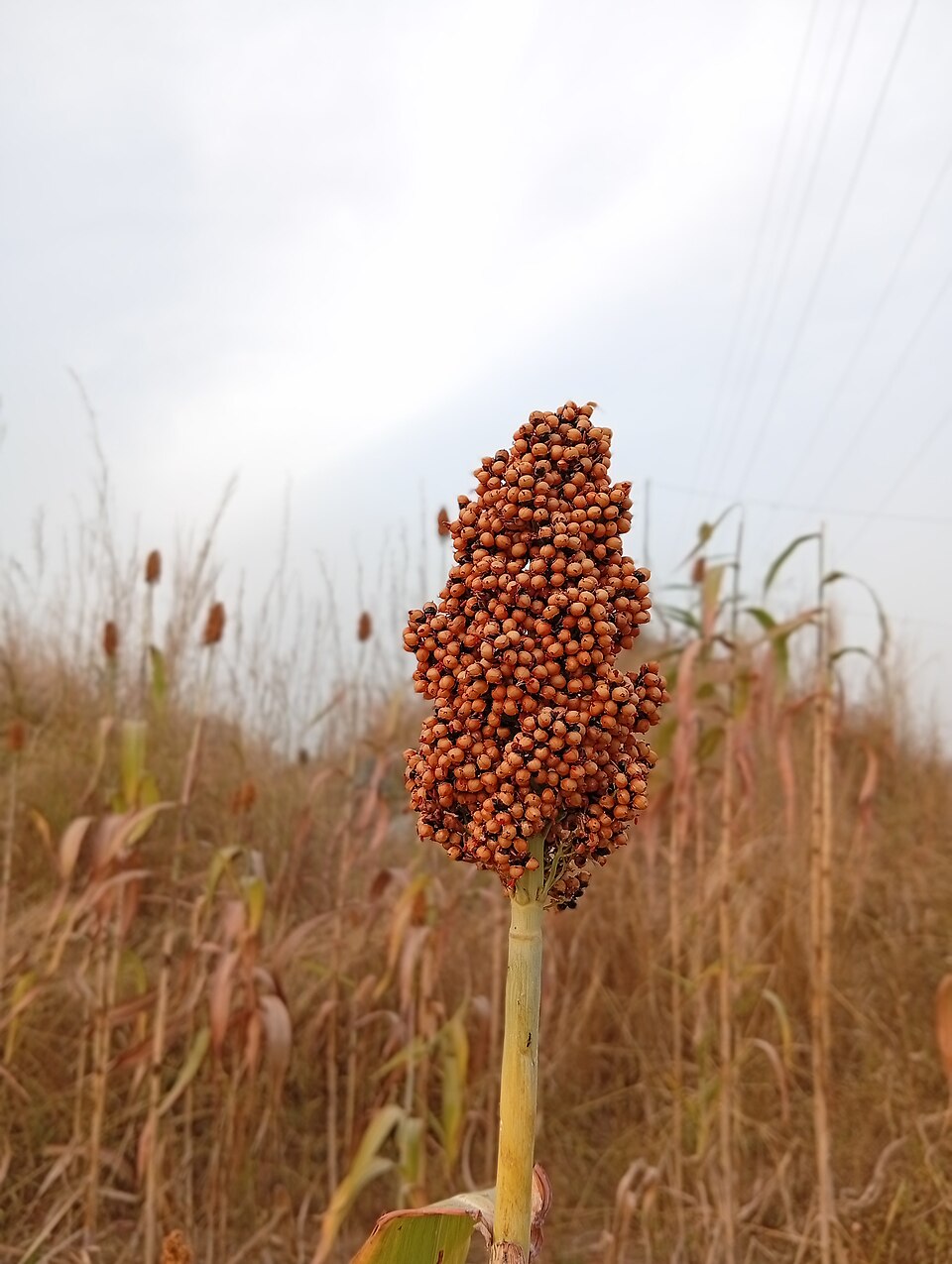 Sorghum (Johnsongrasses, milos, sudangrasses, and allies) (alternate view 3)