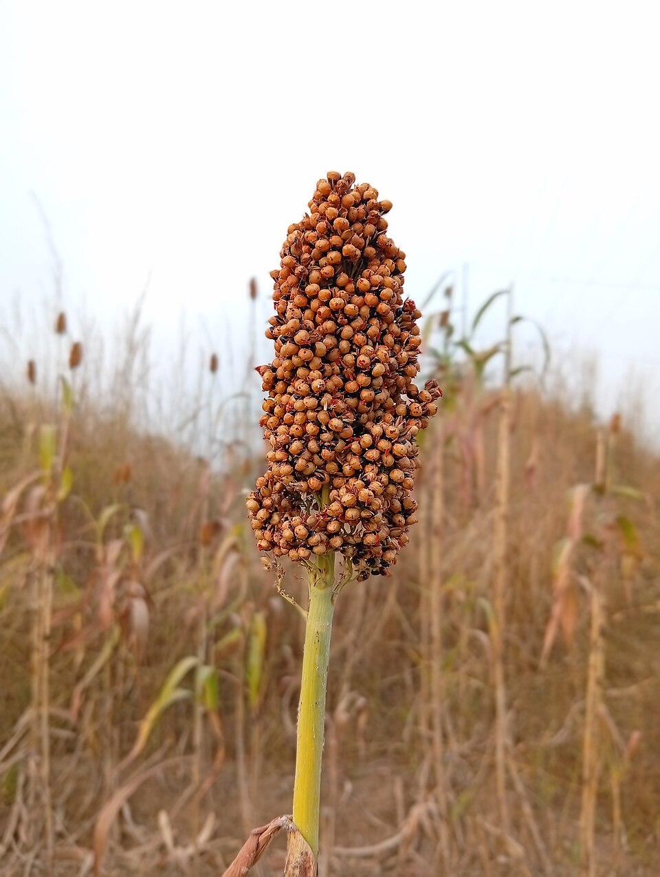 Sorghum (Johnsongrasses, milos, sudangrasses, and allies) (alternate view 4)