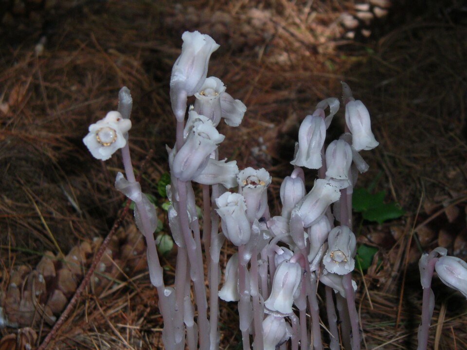 Monotropa uniflora (Ghost Pipe)