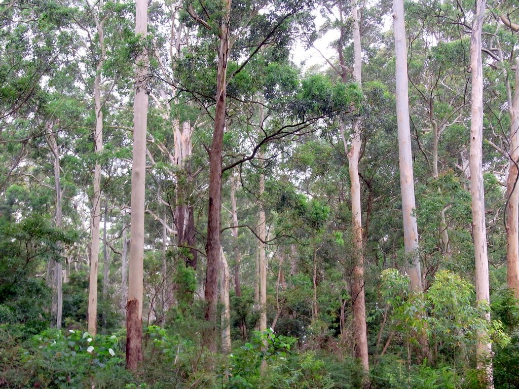 Eucalyptus saligna, Sydney blue gum — upright evergreen (Myrtaceae) (image 2 of 10)
