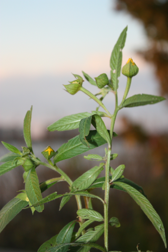 Ludwigia peruviana (Peruvian primrose-willow) (alternate view 7)