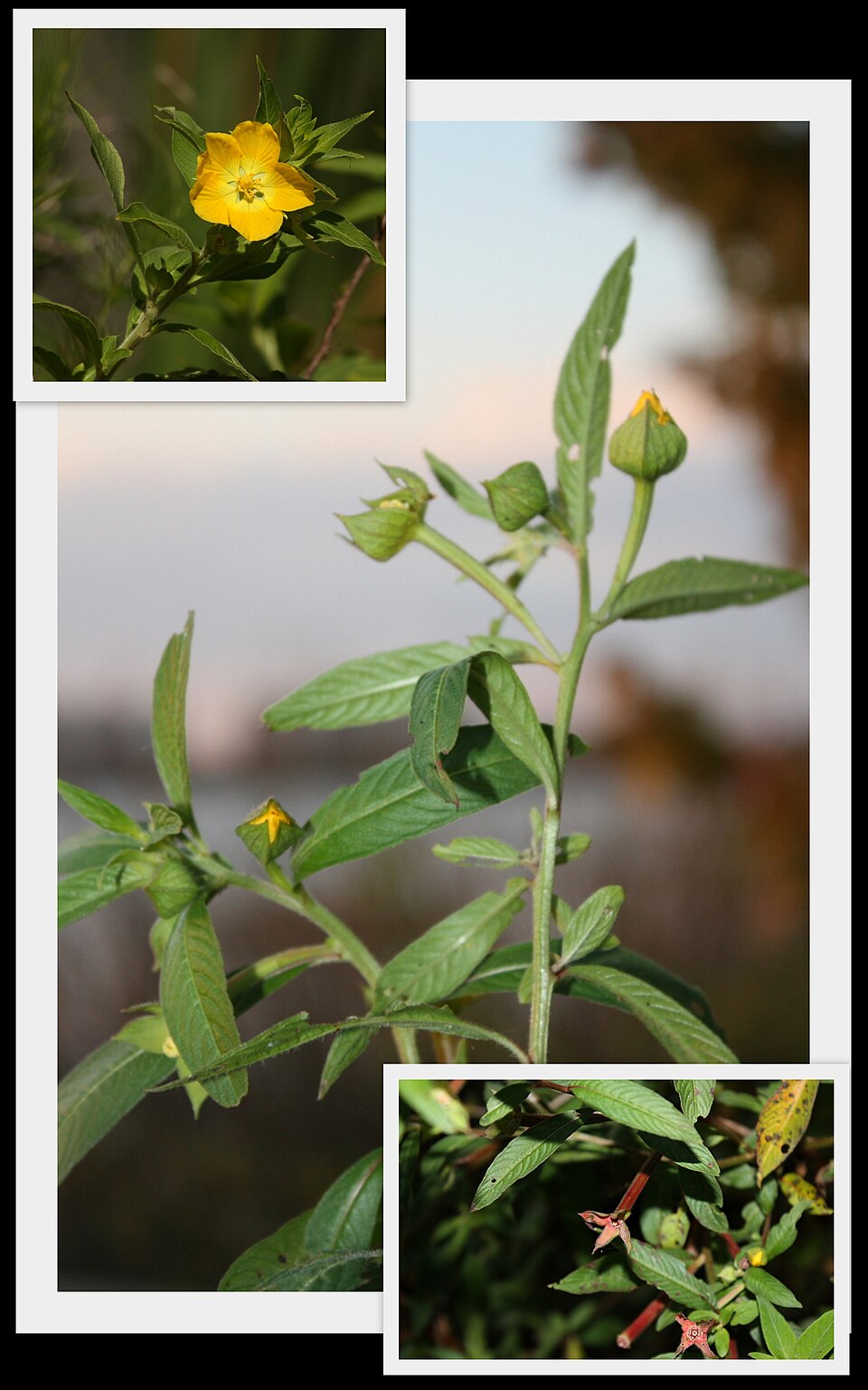 Ludwigia peruviana (Peruvian primrose-willow) (alternate view 8)