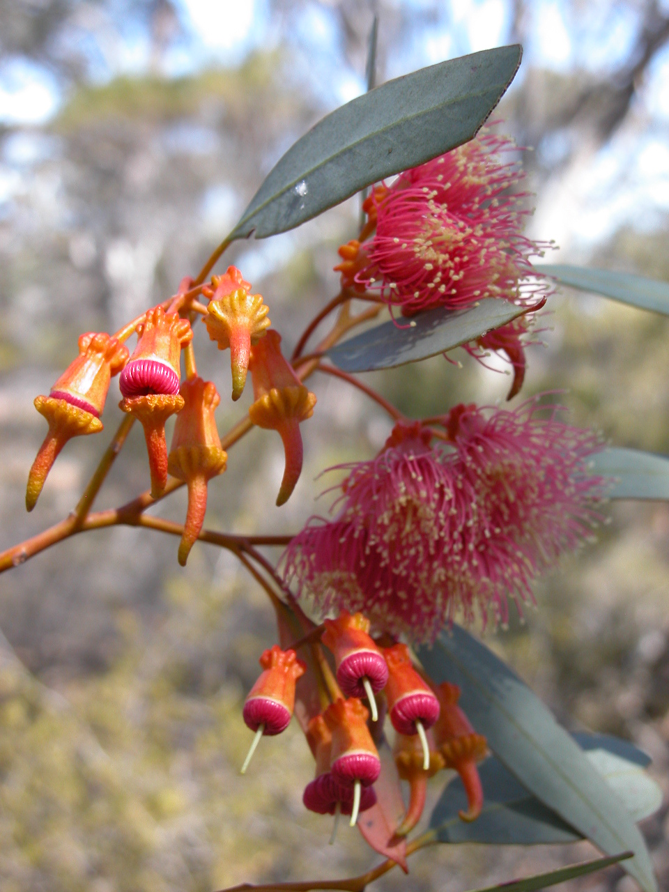 Eucalyptus torquata, Coral gum — upright evergreen (Myrtaceae) (image 9 of 9)