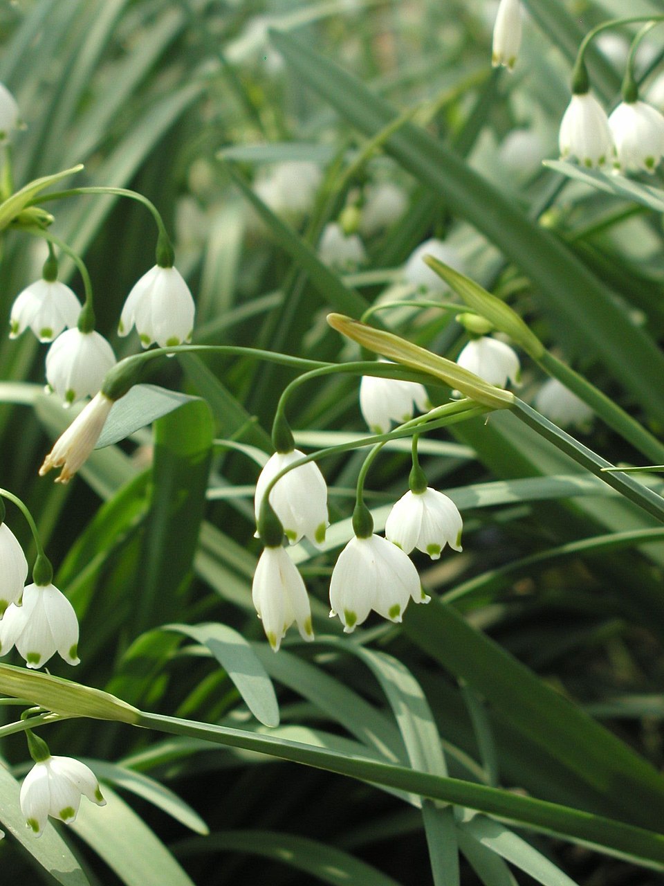 Leucojum aestivum (spring snowflakes) (alternate view 6)