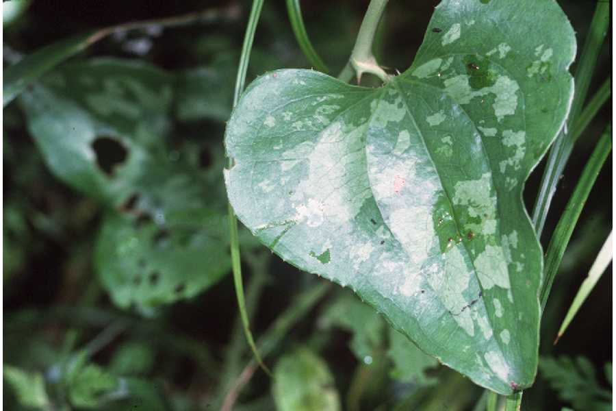 Smilax bona-nox (saw greenbrier)