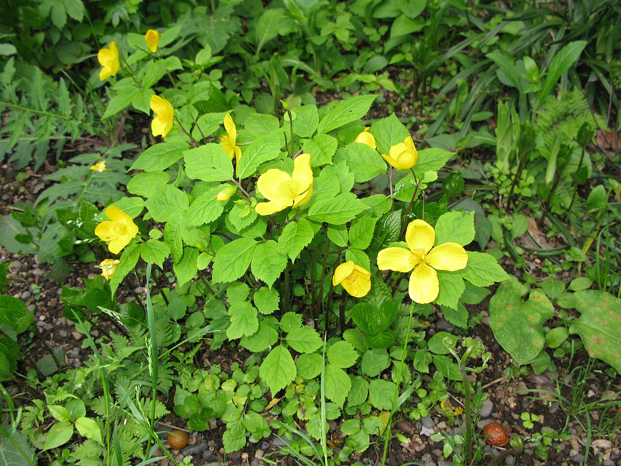 Hylomecon japonica, Japanese wood poppy — spreading deciduous (Papaveraceae) (image 4 of 10)