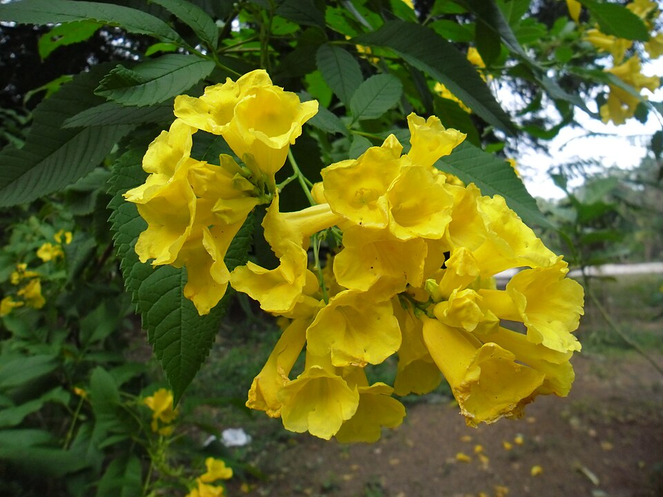 Tecoma