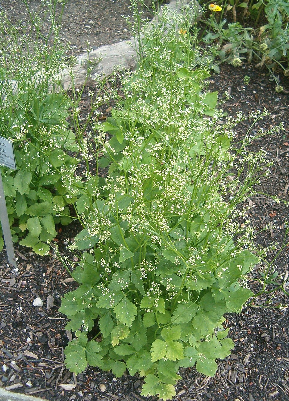Cryptotaenia canadensis (honewort) (alternate view 6)