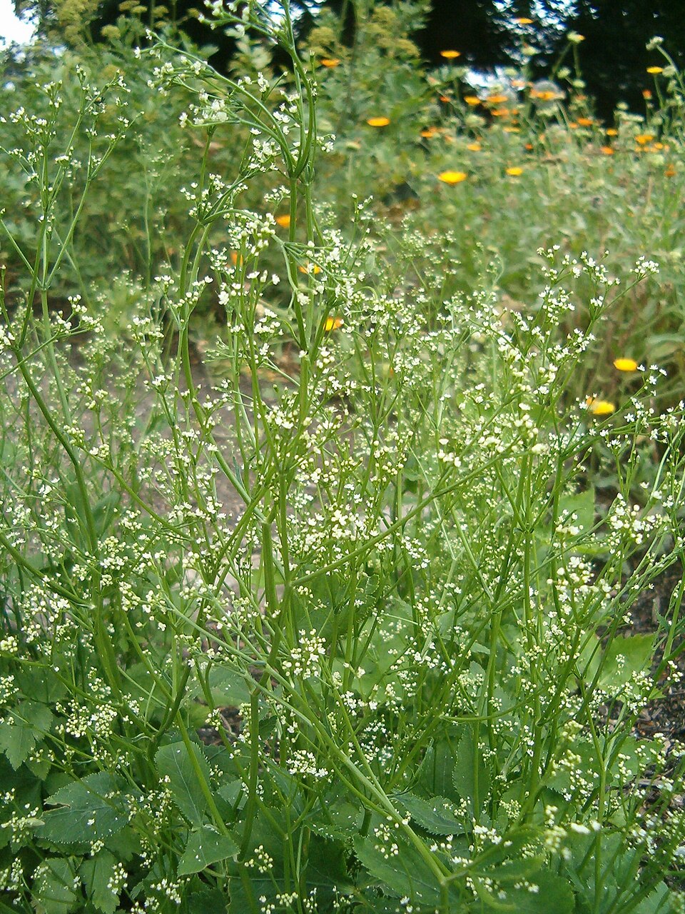 Cryptotaenia canadensis (honewort) (alternate view 7)