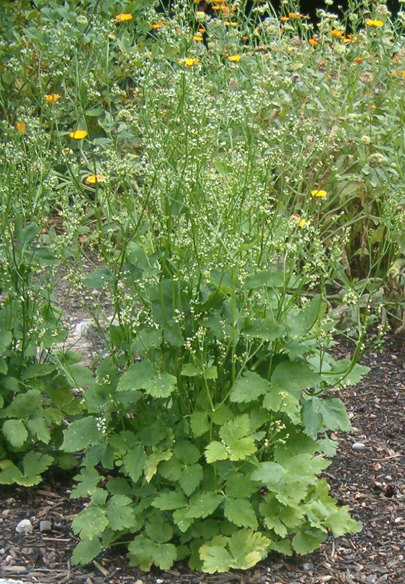 Cryptotaenia canadensis (honewort) (alternate view 8)