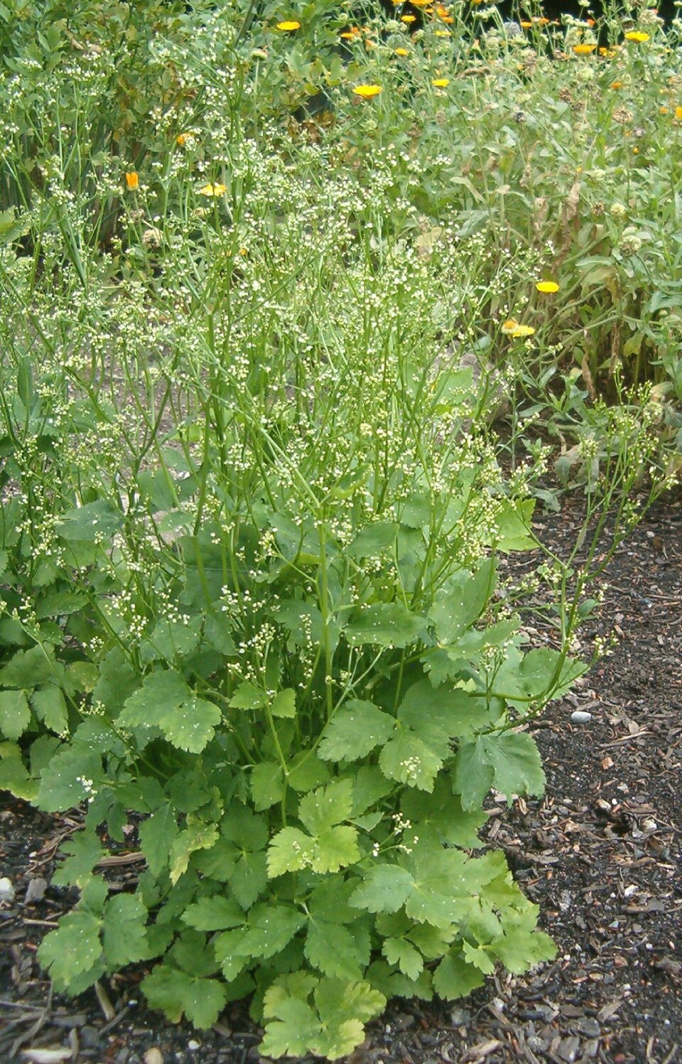 Cryptotaenia canadensis (honewort) (alternate view 9)