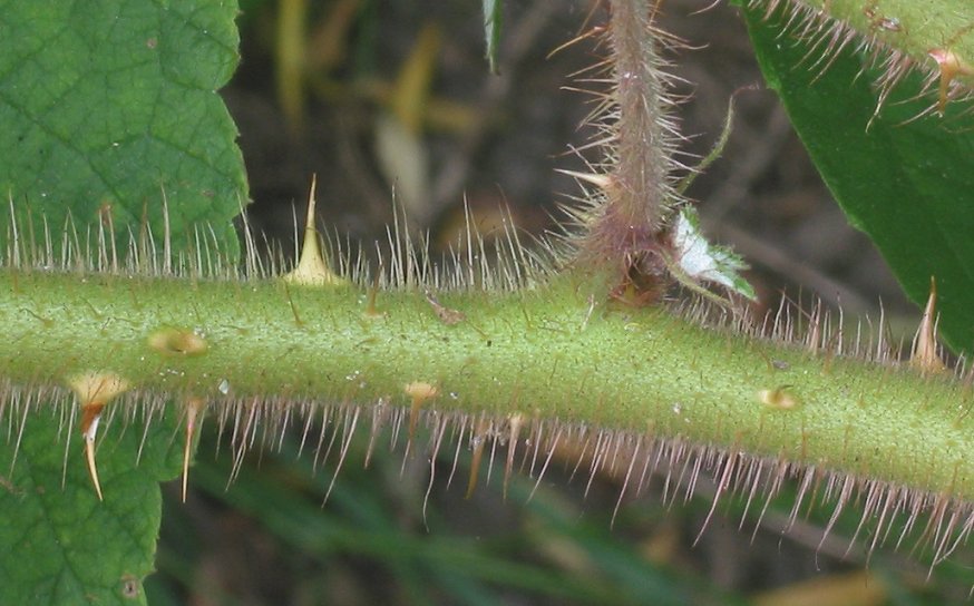 Rubus phoenicolasius (wineberry)