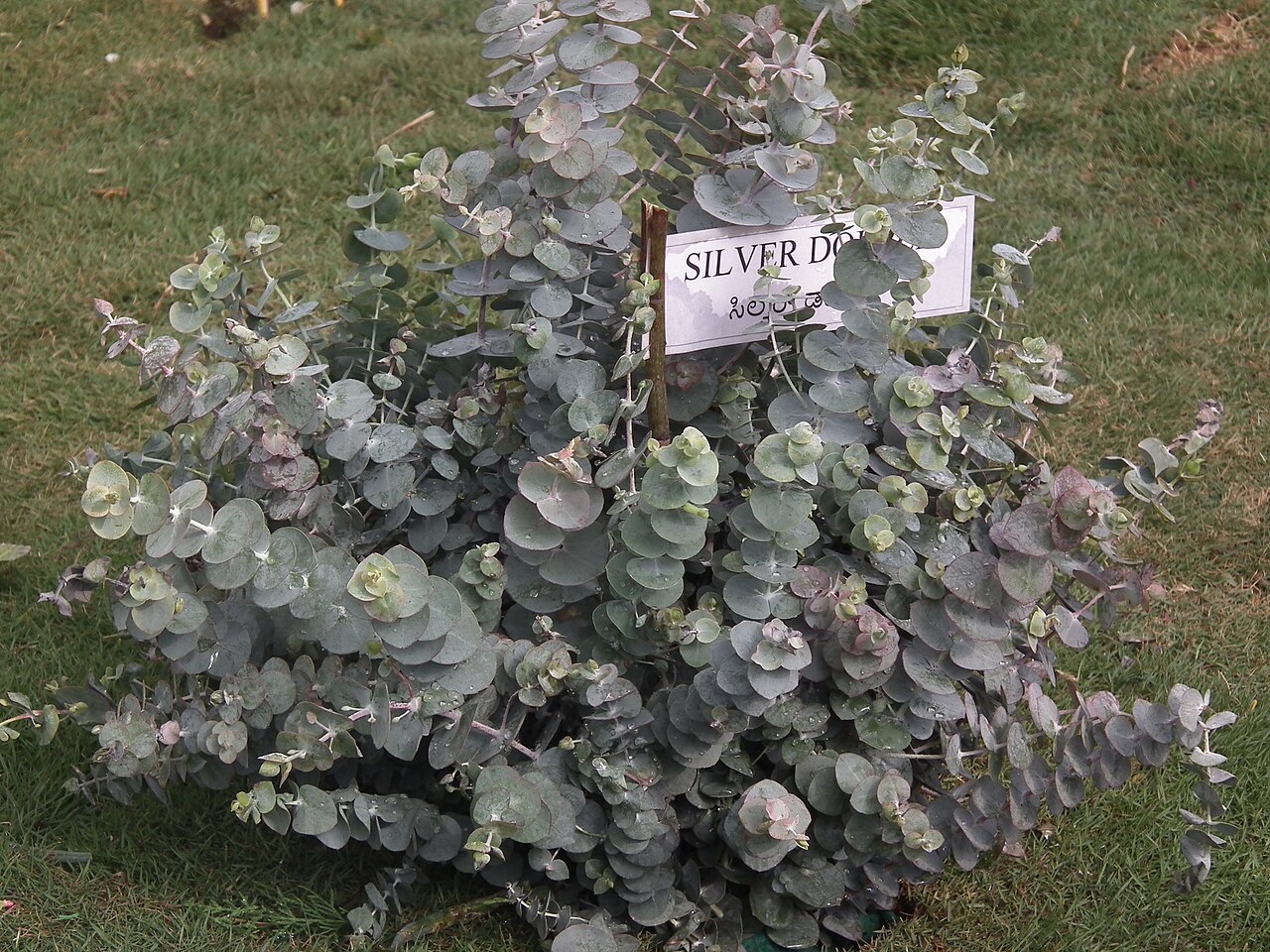 Eucalyptus cinerea, Argyle apple — upright evergreen (Myrtaceae) (image 1 of 8)