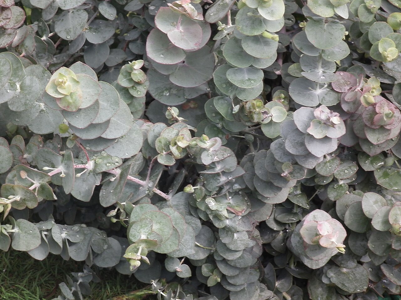 Eucalyptus cinerea, Argyle apple — upright evergreen (Myrtaceae) (image 2 of 8)