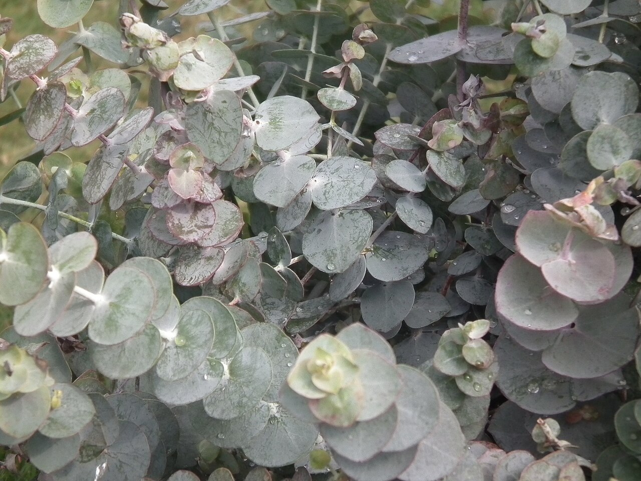 Eucalyptus cinerea, Argyle apple — upright evergreen (Myrtaceae) (image 3 of 8)