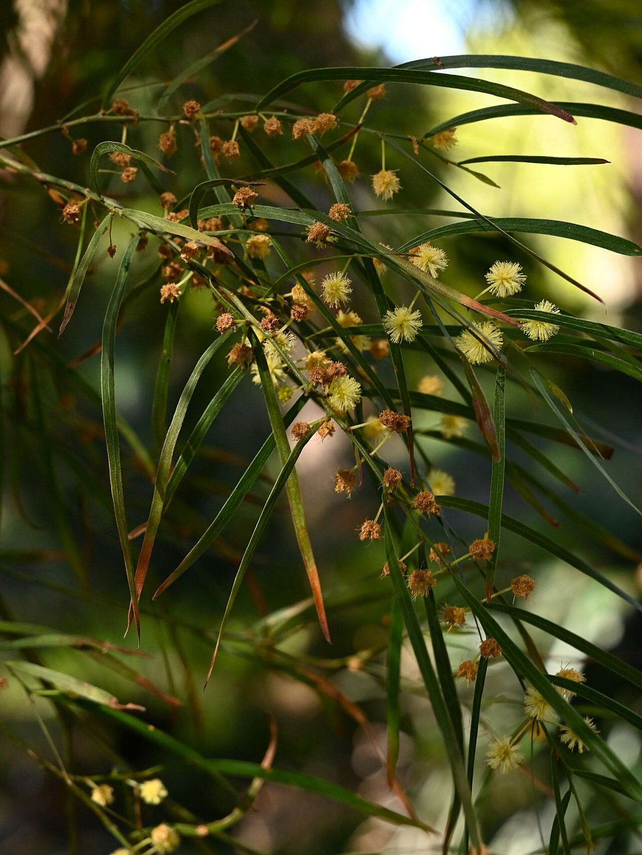 Acacia cognata, River wattle — spreading evergreen (Fabaceae) (image 7 of 8)