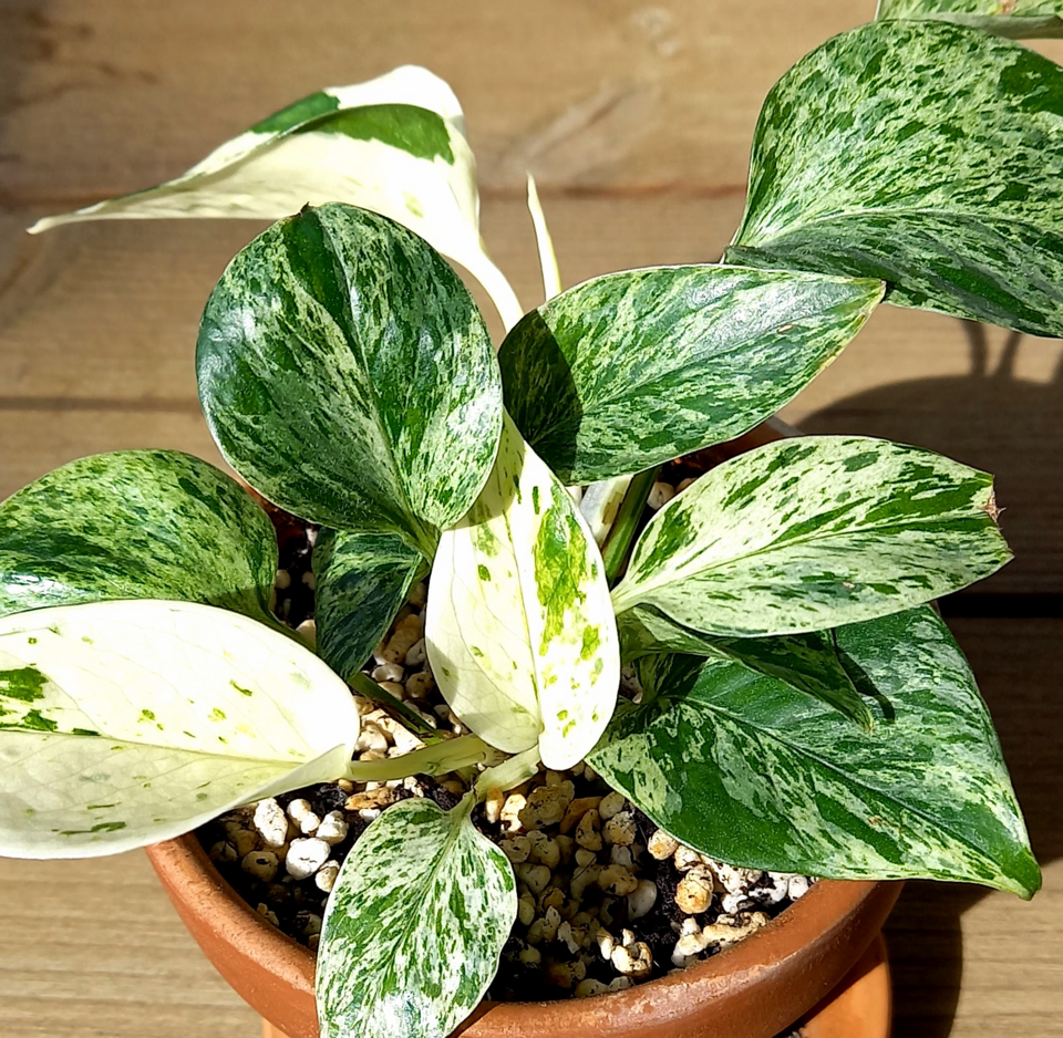 Epipremnum aureum 'Marble Queen' (Marble Queen Pothos) (alternate view 3)
