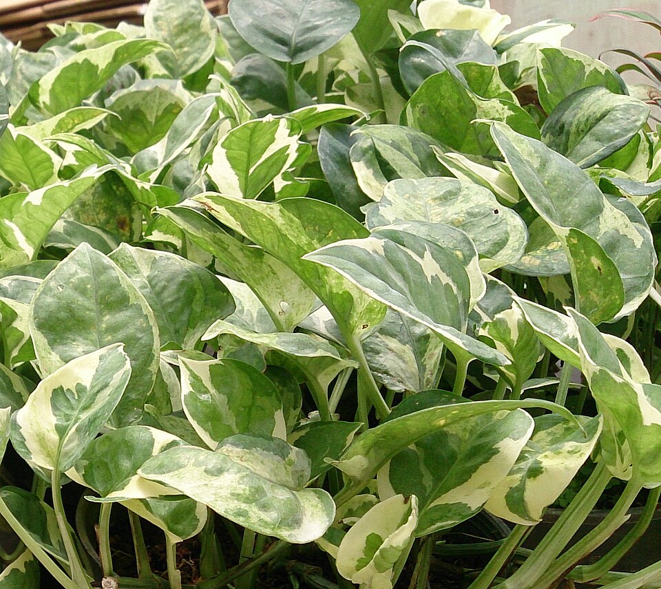 Epipremnum aureum 'N'Joy' (N'Joy Pothos) (alternate view 4)