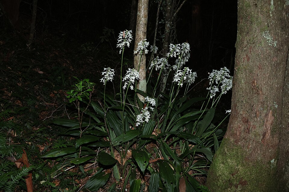 Calanthe triplicata (Christmas Orchid) (alternate view 9)