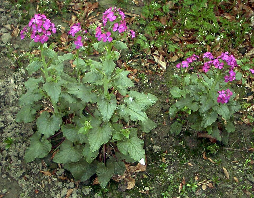 Lunaria annua (moneyplant) (alternate view 5)