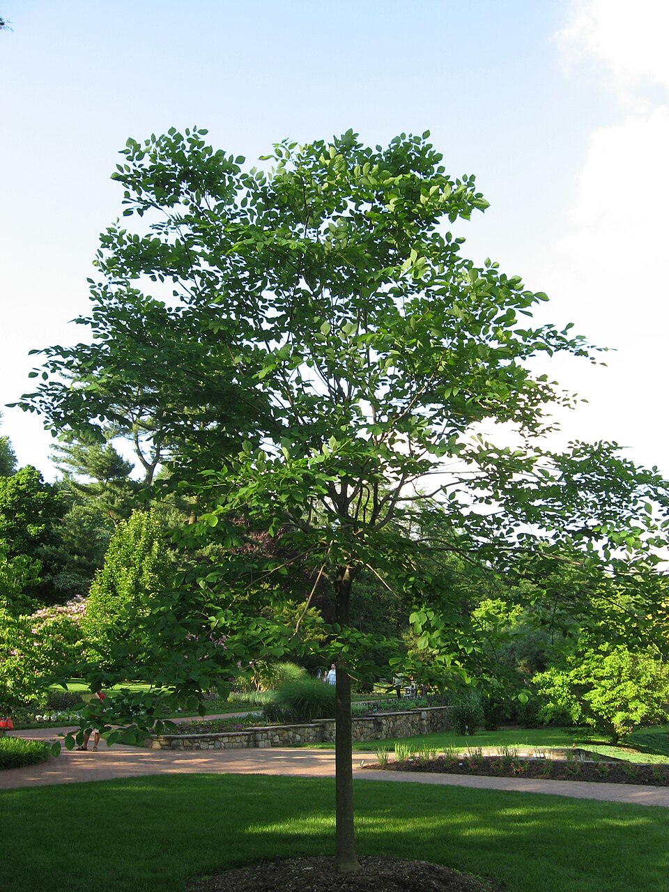 Cladrastis kentukea (American Yellowwood) (alternate view 7)
