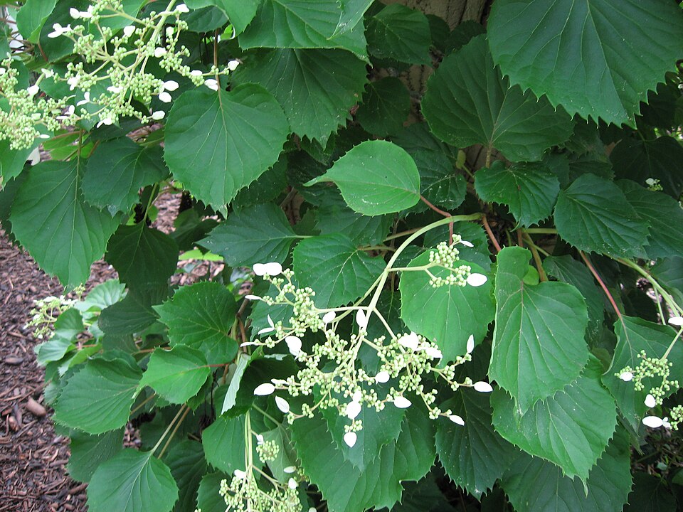 Schizophragma hydrangeoides (Japanese Climbing Hydrangea) (alternate view 5)