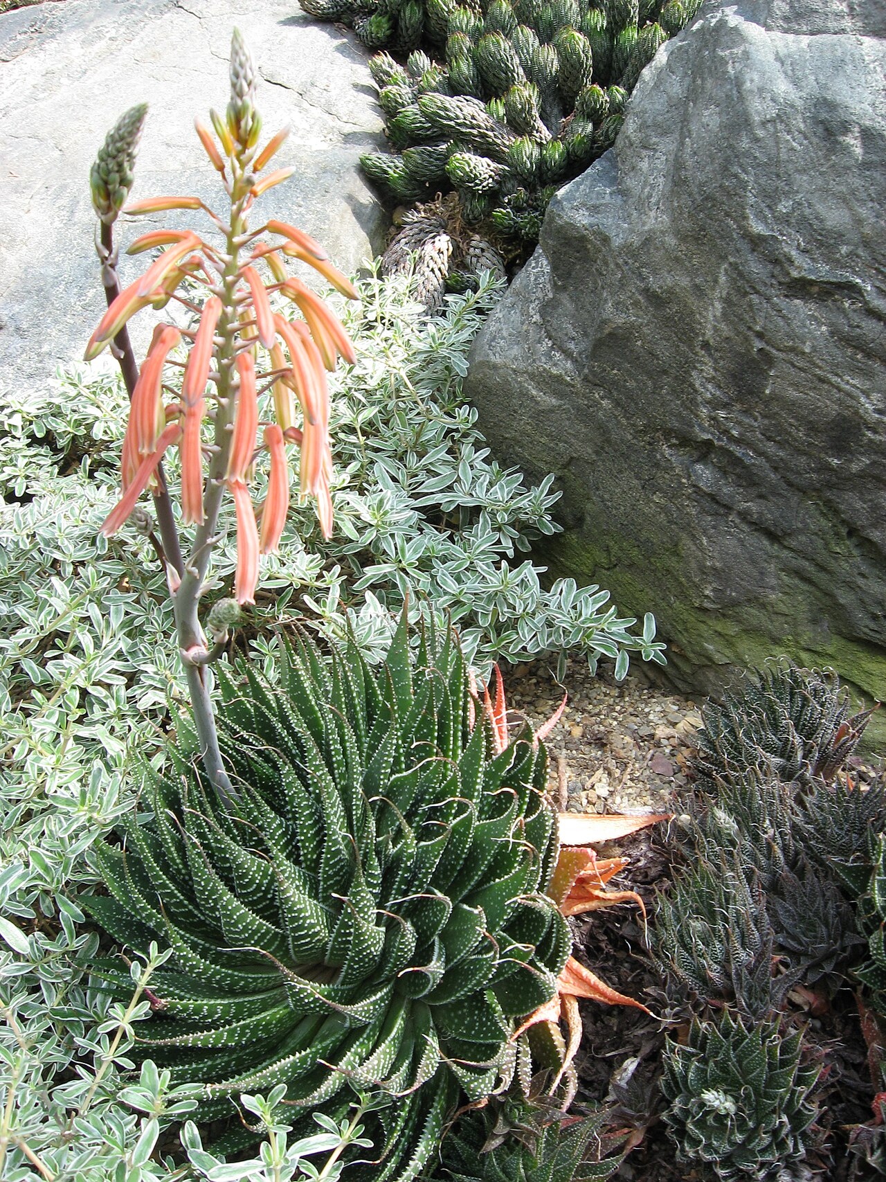 Aloe aristata (Lace Aloe)