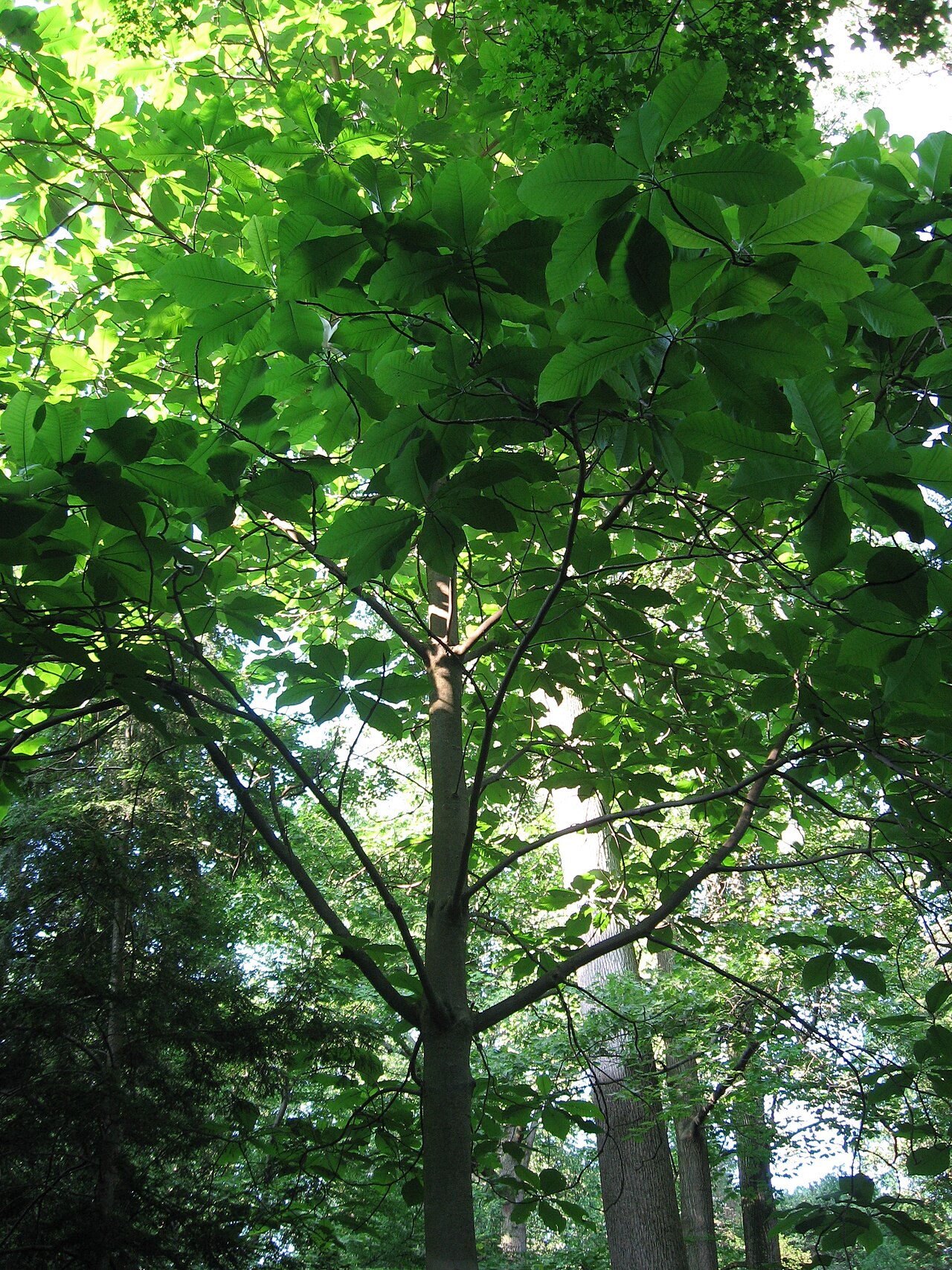 Magnolia macrophylla (Bigleaf Magnolia)