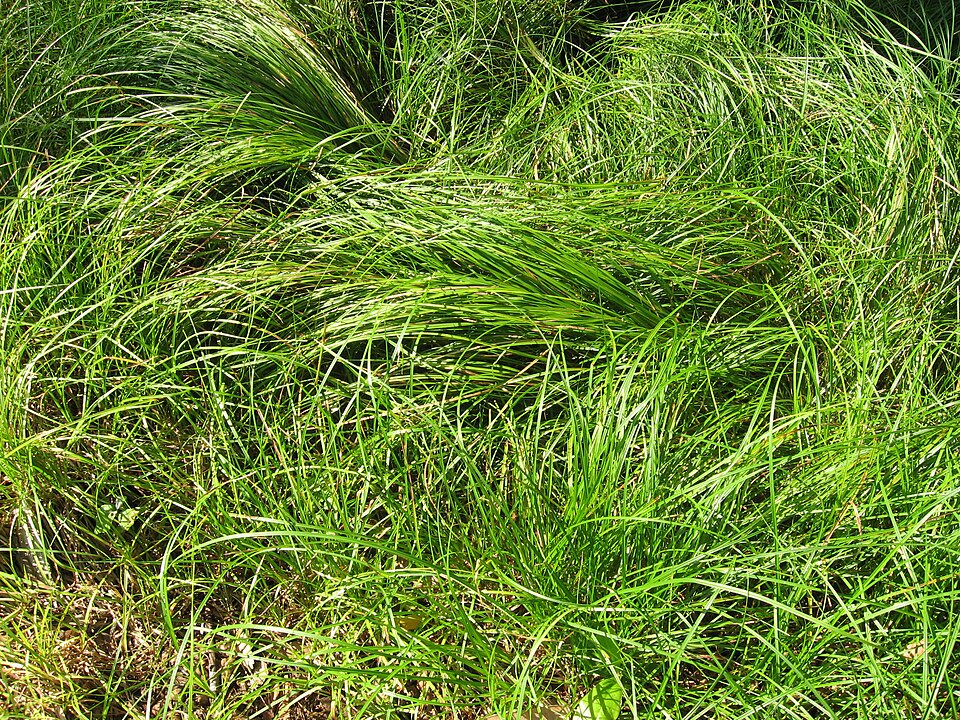Carex pensylvanica (Pennsylvania Sedge) (alternate view 7)