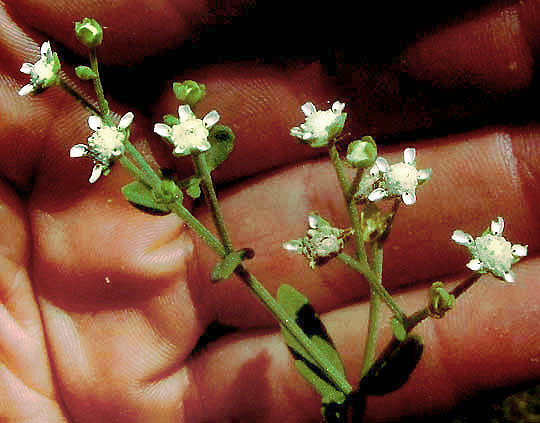 Parthenium (wild quinines) (alternate view 2)