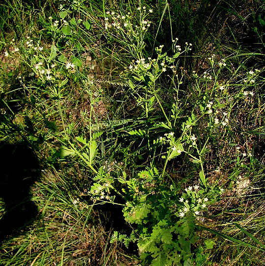 Parthenium (wild quinines) (alternate view 3)